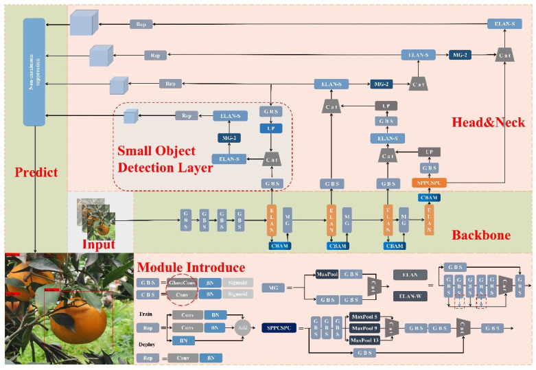 Citrus-YOLOv7 network architecture